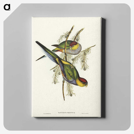 1-85_John-Gould_canvas