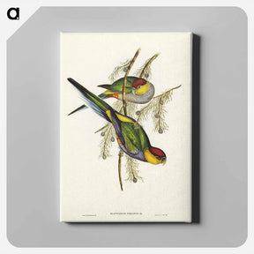 アートパネル-Red-capped Parakeet
 - ジョン グールド Canvas.