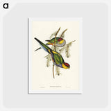 アートポストカード-Red-capped Parakeet
 - ジョン グールド Postcard.