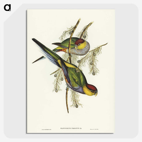 1-85_John-Gould_picture-crop