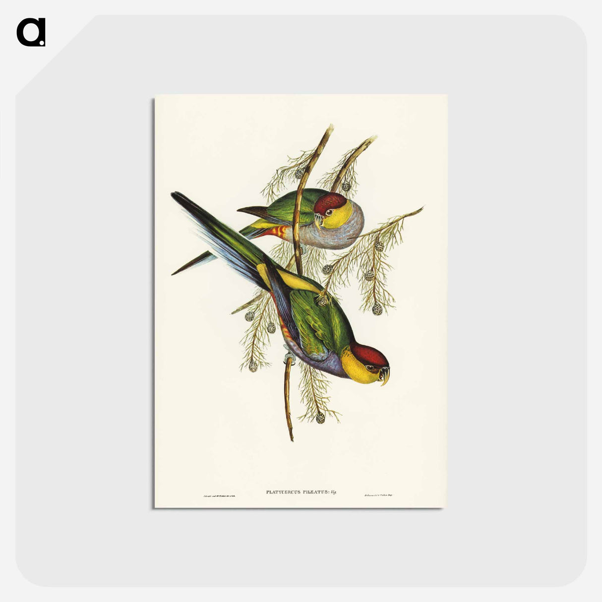 アートポストカード-Red-capped Parakeet
 - ジョン グールド Postcard.