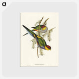アートポストカード-Red-capped Parakeet
 - ジョン グールド Postcard.