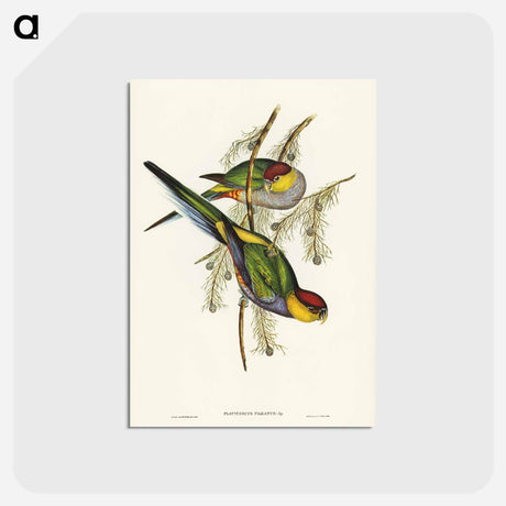 アートポストカード-Red-capped Parakeet
 - ジョン グールド Postcard.