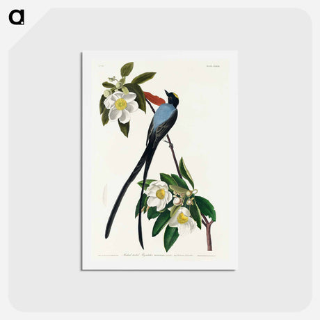 アートポストカード-Fork-tailed Flycatcher
 - ジョン ジェームス オーデュボン Postcard.