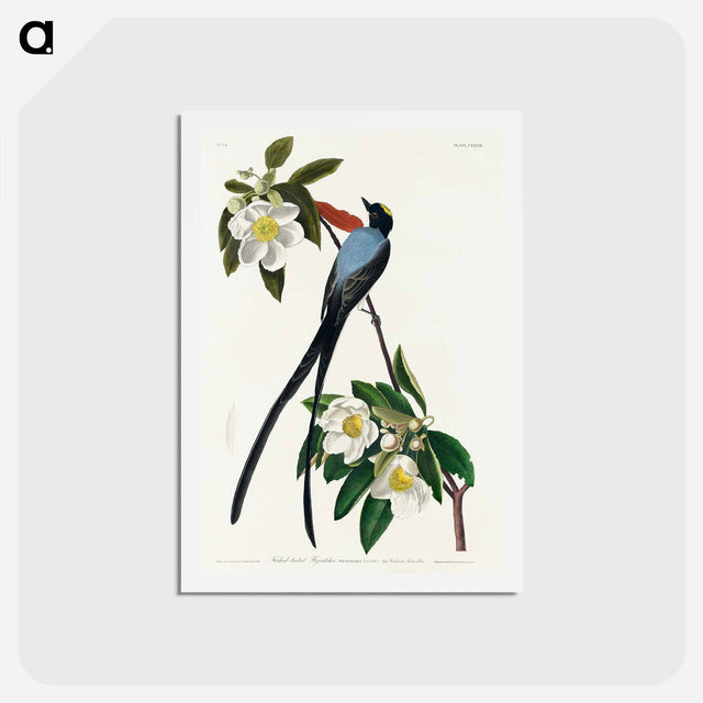 アートポストカード-Fork-tailed Flycatcher
 - ジョン ジェームス オーデュボン Postcard.