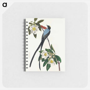 アートメモ帳-Fork-tailed Flycatcher
 - ジョン ジェームス オーデュボン Memo.