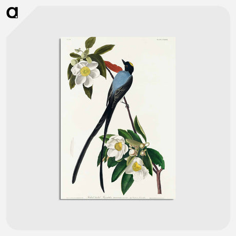 アートポストカード-Fork-tailed Flycatcher
 - ジョン ジェームス オーデュボン Postcard.