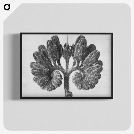 1-85_Karl-Blossfeldt_blk-crop