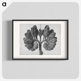 1-85_Karl-Blossfeldt_blk