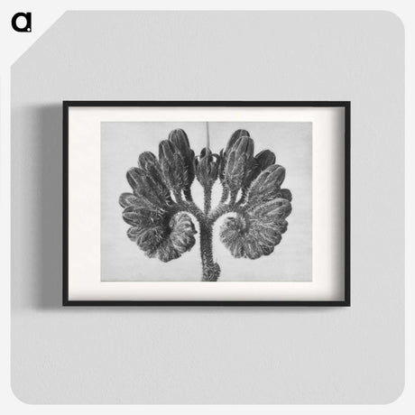 1-85_Karl-Blossfeldt_blk