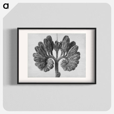 アートポスター-Symphytum Officinale (Common Comfrey) - カール ブロスフェルト Poster.