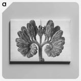 アートパネル-Symphytum Officinale (Common Comfrey) - カール ブロスフェルト Canvas.