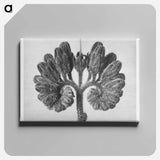 Symphytum Officinale (Common Comfrey) - Karl Blossfeldt Canvas.
