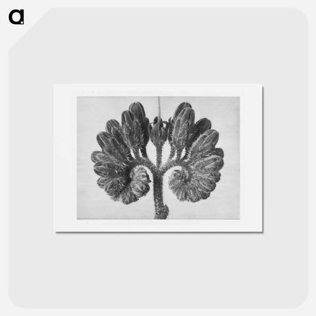 アートポストカード-Symphytum Officinale (Common Comfrey) - カール ブロスフェルト Postcard.