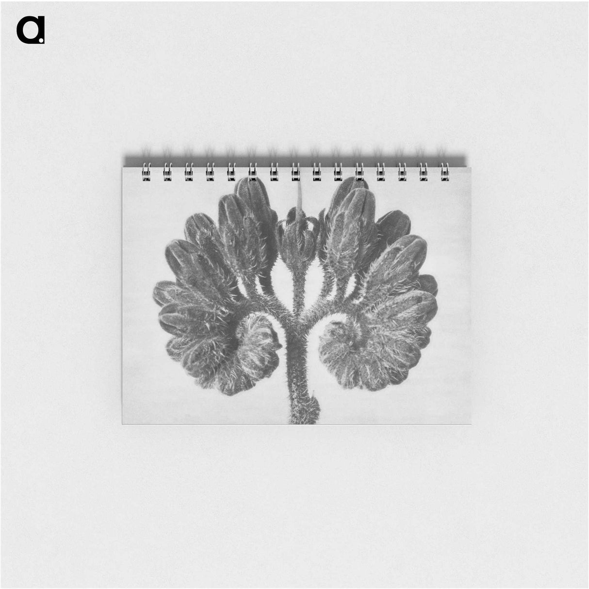 1-85_Karl-Blossfeldt_memo