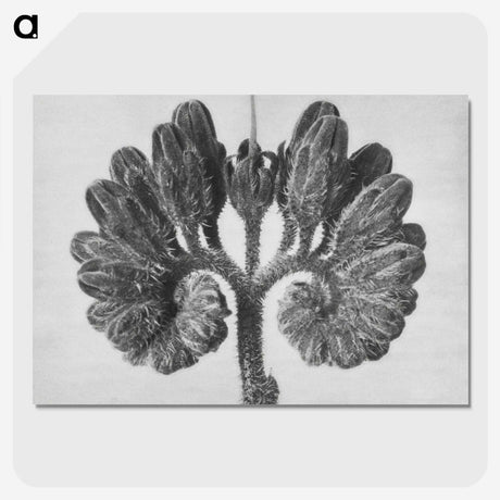 1-85_Karl-Blossfeldt_picture-crop