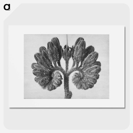 アートポスター-Symphytum Officinale (Common Comfrey) - カール ブロスフェルト Poster.