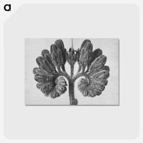 1-85_Karl-Blossfeldt_postcard