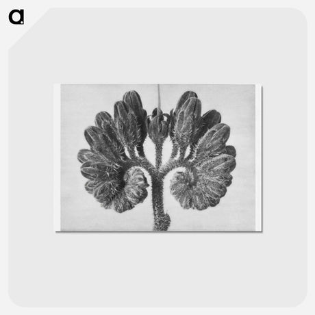 アートポストカード-Symphytum Officinale (Common Comfrey) - カール ブロスフェルト Postcard.