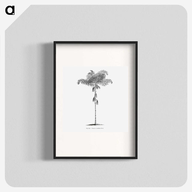 1-85_Les-Palmiers-Histoire-Iconographique_blk