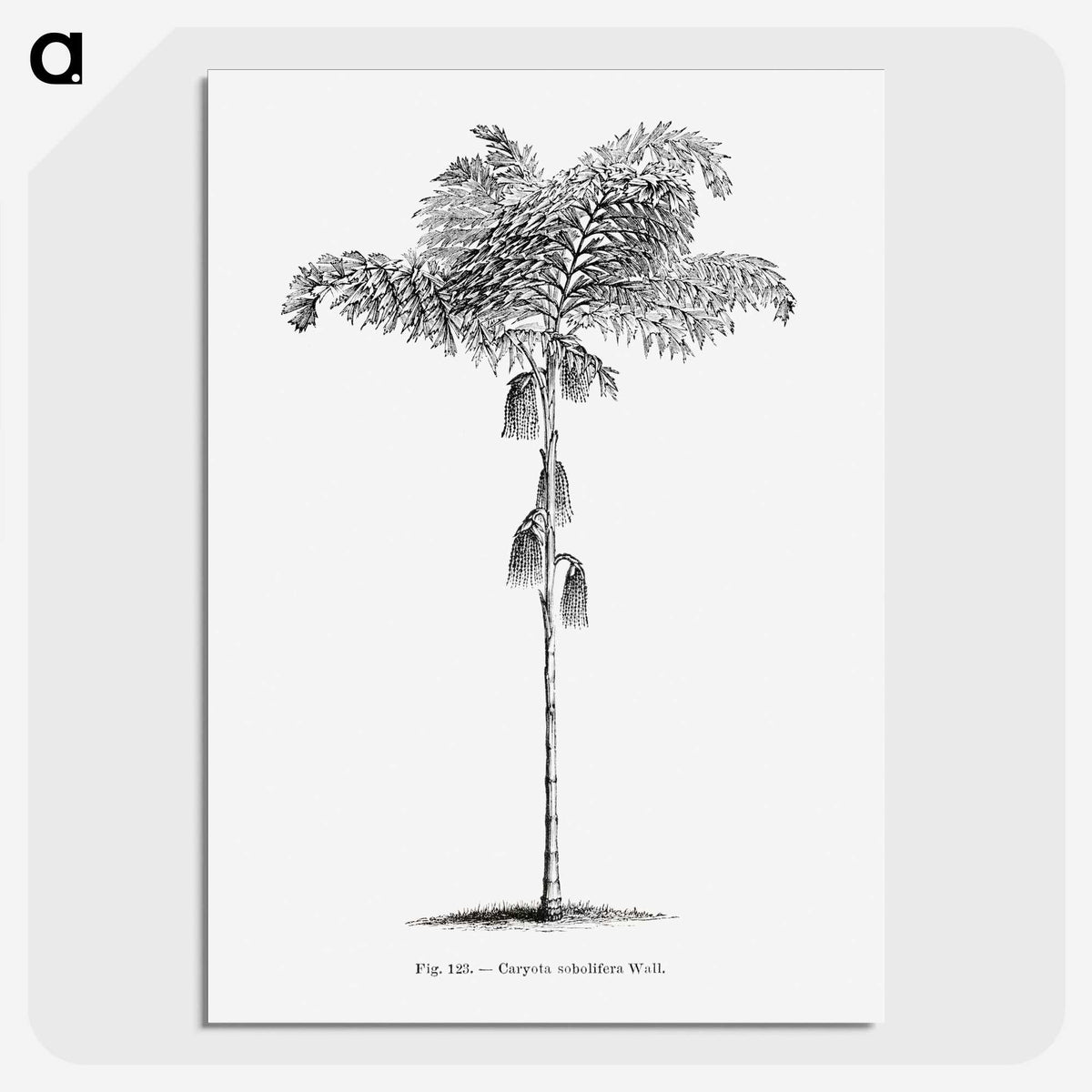 1-85_Les-Palmiers-Histoire-Iconographique_picture-crop