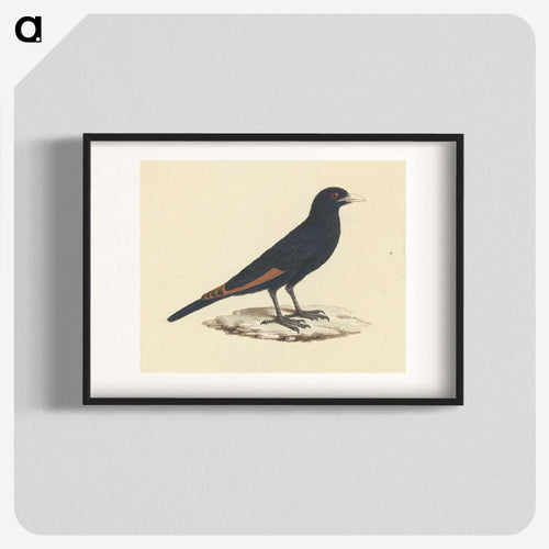 White Billed Starling
 - ルイージ バルガーニ Poster.