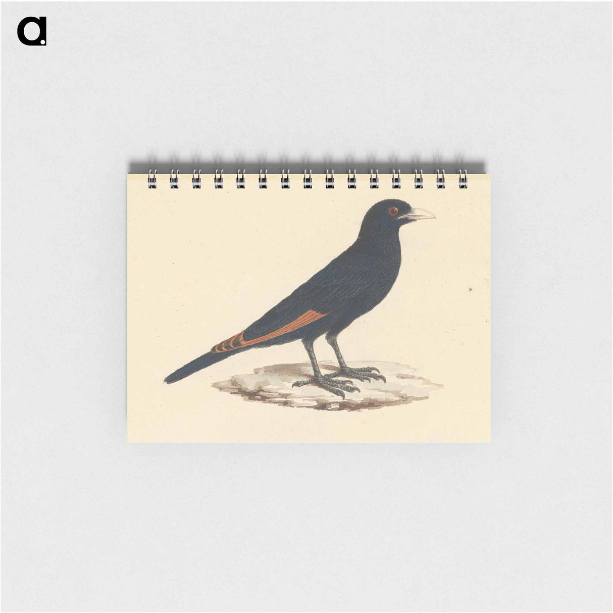 White Billed Starling
 - ルイージ バルガーニ Memo.