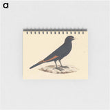 White Billed Starling
 - ルイージ バルガーニ Memo.