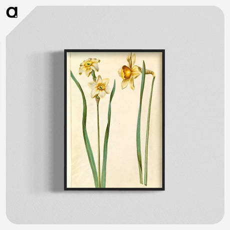 1-85_Maria-Sibylla-Merian_blk-crop