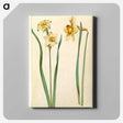 1-85_Maria-Sibylla-Merian_canvas