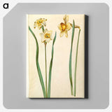 1-85_Maria-Sibylla-Merian_canvas