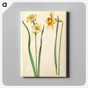 1-85_Maria-Sibylla-Merian_canvas