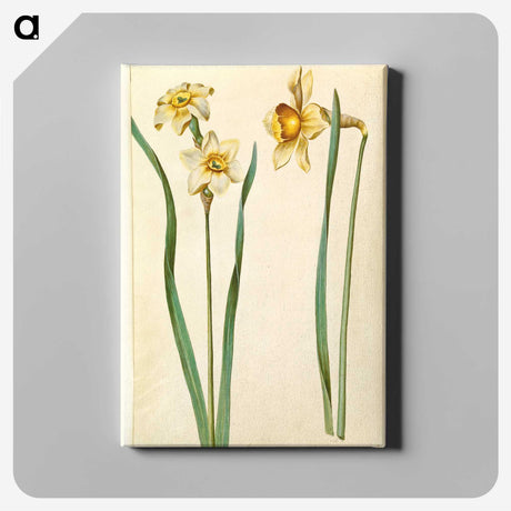 1-85_Maria-Sibylla-Merian_canvas