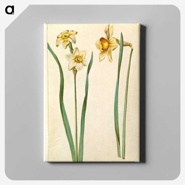 1-85_Maria-Sibylla-Merian_canvas