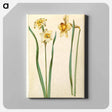 アートパネル-Narcissus
 - マリア ジビーラ メーリアン Canvas.