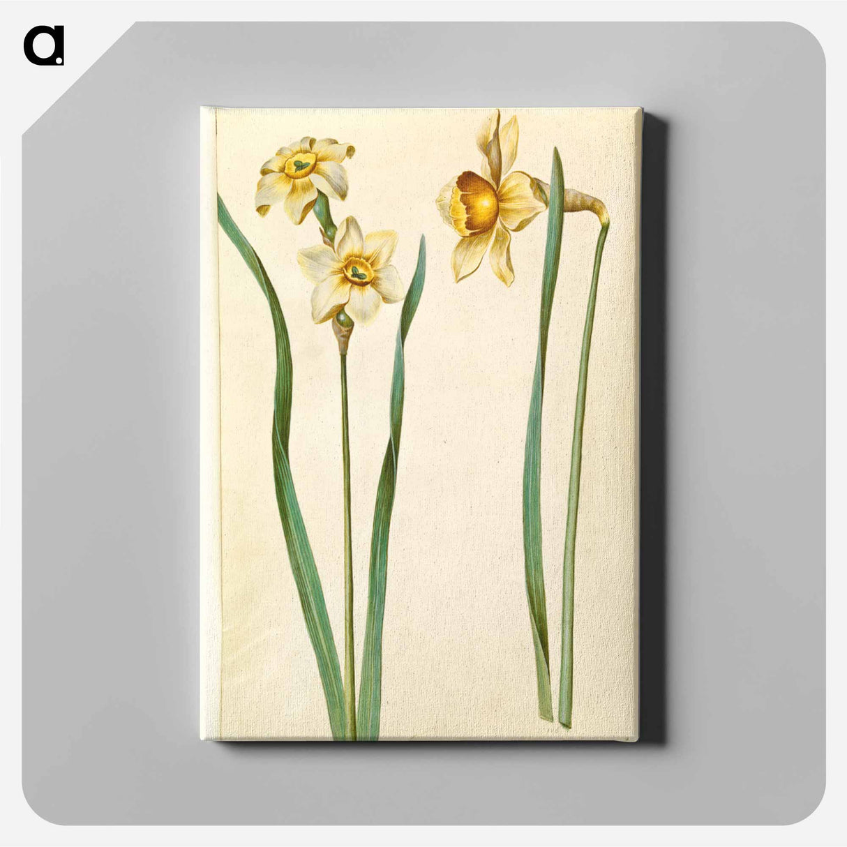 アートパネル-Narcissus
 - マリア ジビーラ メーリアン Canvas.