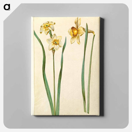 アートパネル-Narcissus
 - マリア ジビーラ メーリアン Canvas.