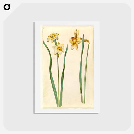 アートポストカード-Narcissus
 - マリア ジビーラ メーリアン Postcard.