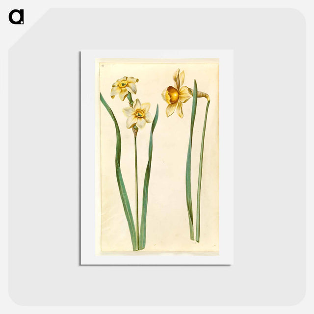アートポストカード-Narcissus
 - マリア ジビーラ メーリアン Postcard.