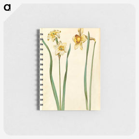 1-85_Maria-Sibylla-Merian_memo