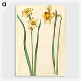 1-85_Maria-Sibylla-Merian_picture-crop