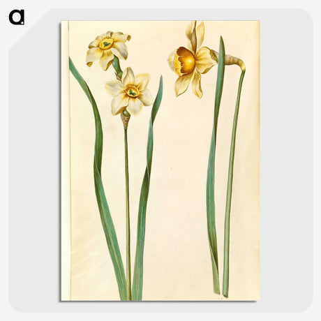 1-85_Maria-Sibylla-Merian_picture-crop