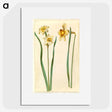 1-85_Maria-Sibylla-Merian_picture