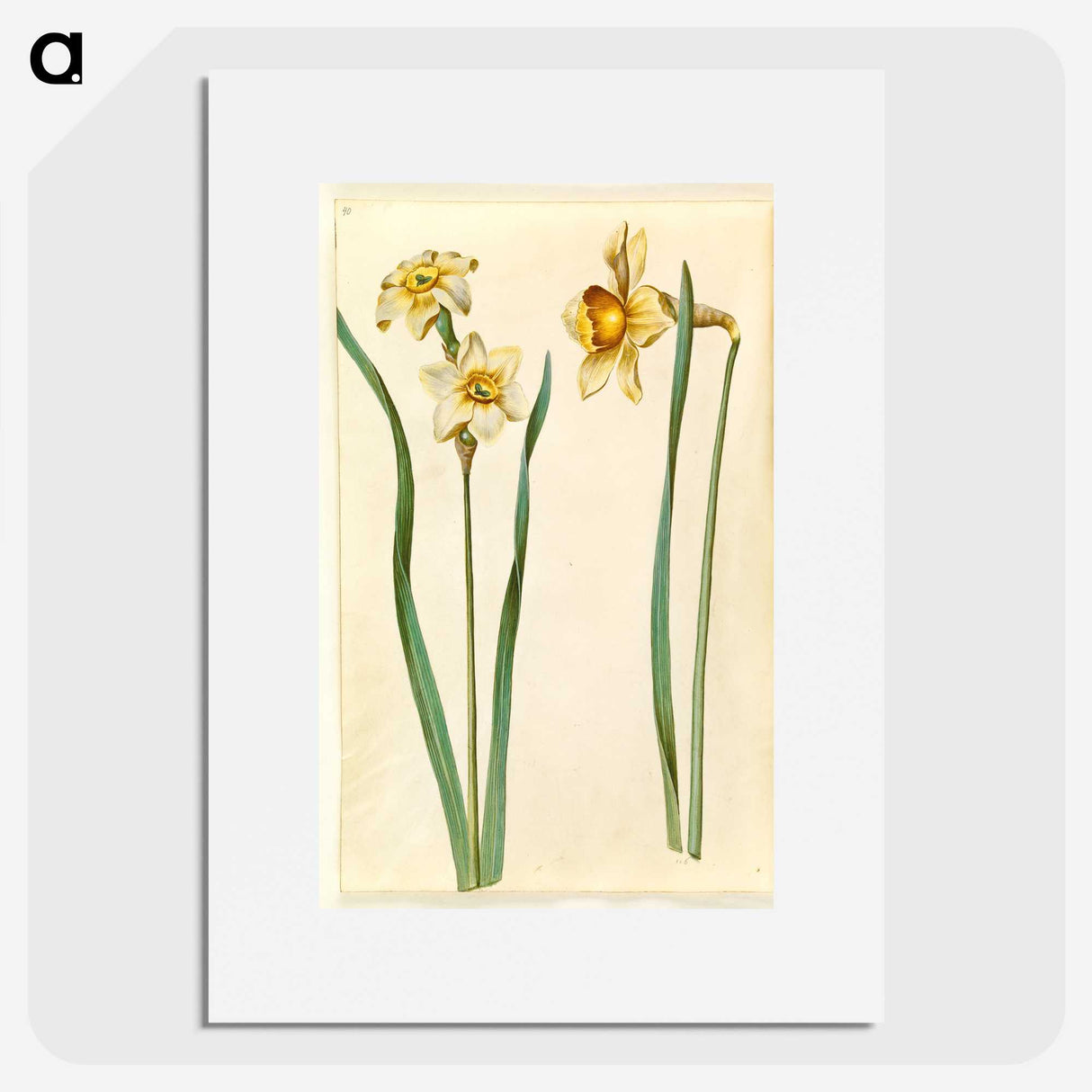 1-85_Maria-Sibylla-Merian_picture