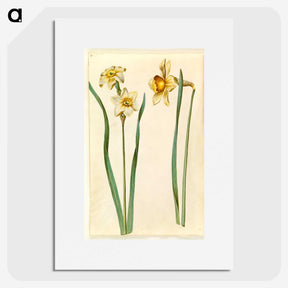 1-85_Maria-Sibylla-Merian_picture