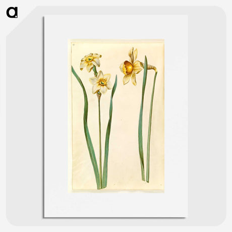 1-85_Maria-Sibylla-Merian_picture