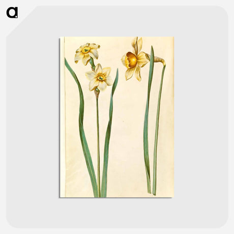 アートポストカード-Narcissus
 - マリア ジビーラ メーリアン Postcard.