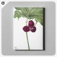 1-85_Mary-Vaux-Walcott_canvas
