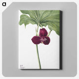1-85_Mary-Vaux-Walcott_canvas