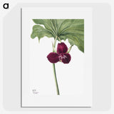 1-85_Mary-Vaux-Walcott_picture